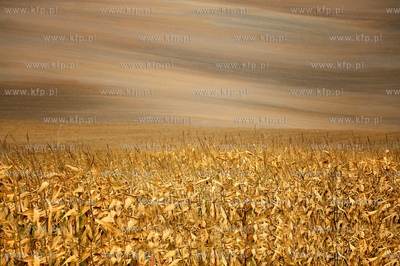 Morawy. Czechy. Okolice miejscowosci Kijev. Nz. pola...