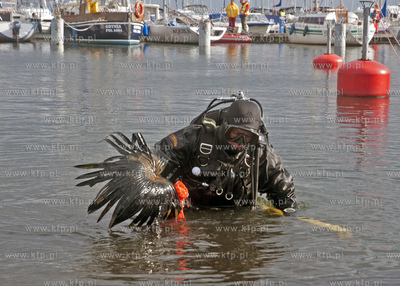 Dzien Eko Nurkowy zorganizowany w Gdyni zgromadzil...