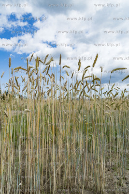 Chwaszczyno.11.07.2019 Fot. Anna Bobrowska / KFP