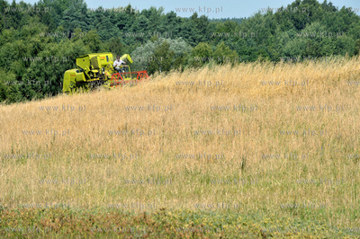 Zniwa na ul. Wolkowyskiej w Gdansku Pieckach - Migowie...