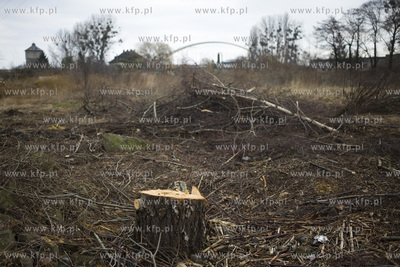 Wycinka drzew przy ul. Kochanowskiego w Gdańsku.
28.02.2017
fot....