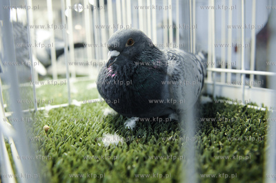 Gdansk. Miedzynarodowe Targi Gdanskie SA. 
6. Miedzynarodowe...