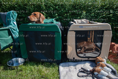 Sopot. Hipodrom. XX Miedzynarodowa Wystawa Psow Rasowych.
12.08.2012
fot....