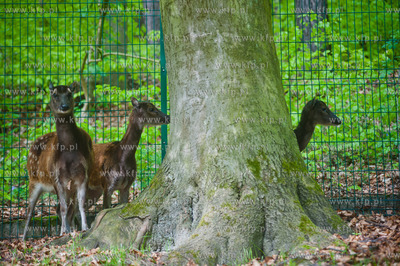 Gdansk. Oliwskie zoo.
Nz Jelenie Alfreda
14.05.2013
fot....