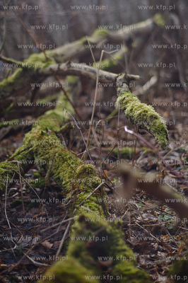 Gdansk. Oliwa, Trojmiejski Park Krajobrazowy. Sciezka...