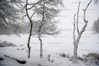 Sniezny zimowy dzien nad jeziorem Otominskim.
21.01.2016
fot....