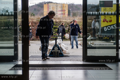 Gdansk. Uniwersytet Gdanski. Rozladunek szkieletu pletwala...