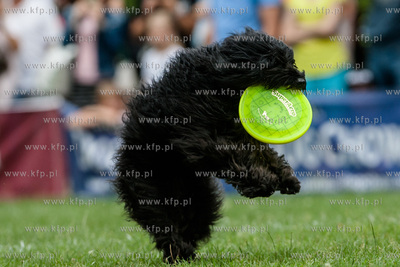 Sopot. Łazienki Połnocne. Zawody Latających Psów.
Nz...