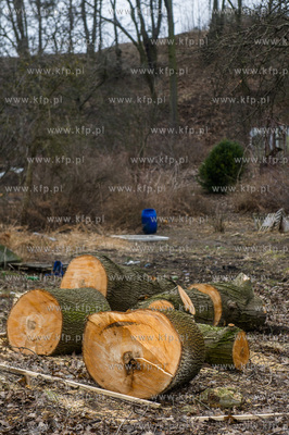 Gdańsk. Wycięte drzewa na jednej z działek przy...