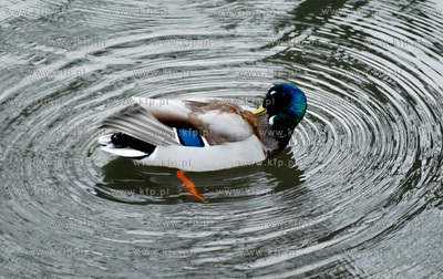 Kaczki dwie.
27.03.2007
fot. Andrzej J. Gojke / KFP