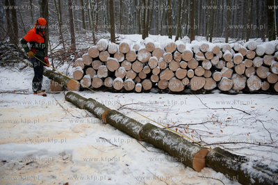 Powiat Bytowski. Lasy panstwowe. Wycinka drzew.
19.01.2010
fot....