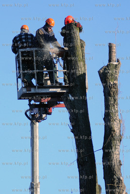 Rozpoczela sie wycinka starych, chorych i zagrazajacych...