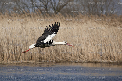 Tykocin nad Narwia. Pod koniec kwietnia zaczynaja sie...