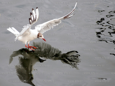 Mewa.
15.07.2012 fot. Andrzej J. Gojke / KFP