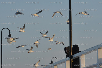 Gdynia Orlowo w zimowej szacie. Stado  mew przy orlowskim...