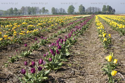 Zulawski Tulipan 2015. Tulipany rosnace na polach w...