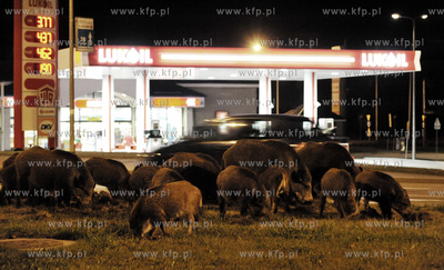 Stado dzikow zrylo noca pas zieleni na ul. Slowackiego...