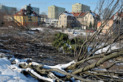 Wycinka drzew pod budowe nowej Trasy Slowackiego. Nz....