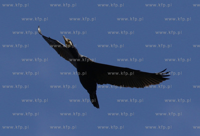 Rezerwat ornitologiczny w Katach Rybackich. Nz Kormorany....