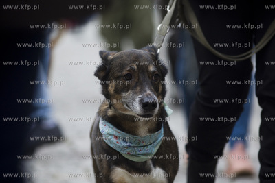 Spacer podopiecznych gdańskiego schroniska Promyk...