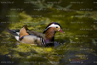 Sopot. Staw Nowowiejskiego, czyli tzw. Morskie Oko.
22.05.2017
fot....