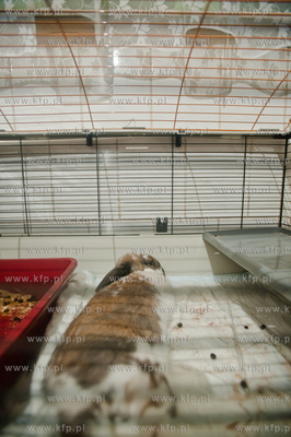 Sopockie Uszakowo - Centrum Adopcyjne Krolikow.
29.03.2013
fot....