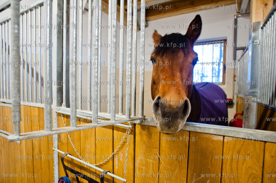 Sopot. Otwarcie Centrum Jezdziectwa Hipodrom Sopot.
01.12.2013
fot....