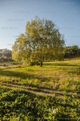 Zukowo. Tereny zielone sasiadujace z Zespolem poklasztornym.
26.05.2014
fot....