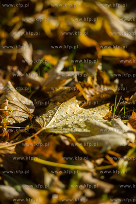 Gdańsk. Jesien w Parku Steffensa.
30.10.2016
fot....