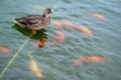 Praga (Czechy). W Ogrodach Senatu Republiki Czeskiej...
