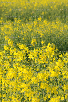 Kwitnacy rzepak w okolicy Przejazdowa k/Gdanska
04.04.2008
Fot....