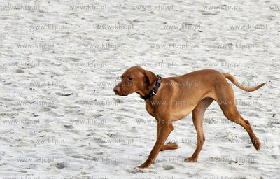 Plaza. Sopot. Okolice Molo. Psy na plazy. 27.02.2016...