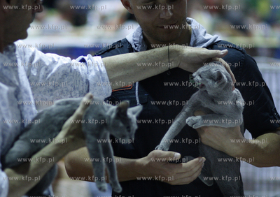 Sopot. Miedzynarodowa wystawa kotow. 07.08.2010 fot....