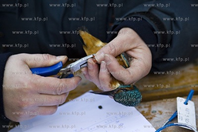 Oliwskie zoo. Obrączkowanie ptaków. Nz. zimorodek.
03.01.2016
fot....