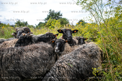 Na teren parku Opływ Motławy w Gdańsku wybiegło...
