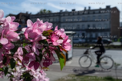 Gdańsk, Wrzeszcz, Al. Grunwaldzka. Wiosna.  30.04.2019...