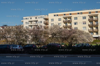 Kwitnące drzewa w Gdyni przy ul. Władysława IV....