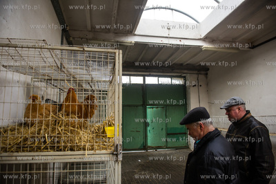Zespol Szkol Rolniczych w Rusocinie. Wystawa Golebi...