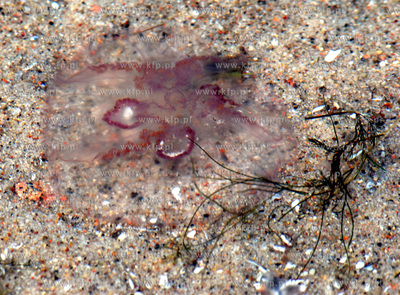 Rewa jesienia. Nz. Wyrzucona na brzeg meduza19.11.2006Fot....