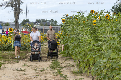 "Przystań Słoneczniki", plantacja słoneczników...
