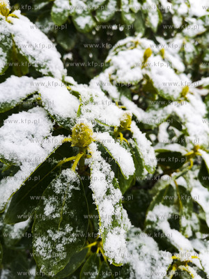 Gdynia, Kacze Buki. Pierwsze opady śniegu.02.12.2019...