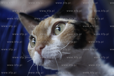 Sopot. Miedzynarodowa wystawa kotow. 08.08.2010 fot....