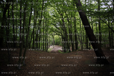 Sopot. Las.13.06.2012fot. Krzysztof Mystkowski...
