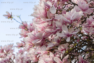 Gdańsk, Kwitnąca magnolia. 08.04.2024 / fot. Anna...