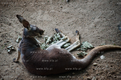 Gdansk. Oliwskie zoo.
Nz kangurzyca Tosia, ktora opiekowala...