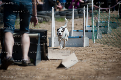 Gdynia Kolibki. Adventure Park. Festyn Edukacyjny pt....