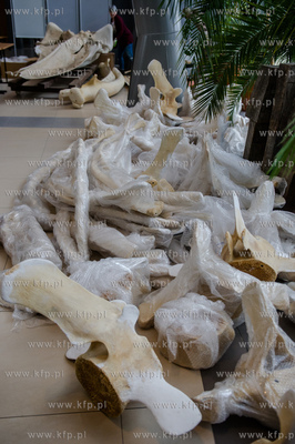 Gdansk. Uniwersytet Gdanski. Rozladunek szkieletu pletwala...