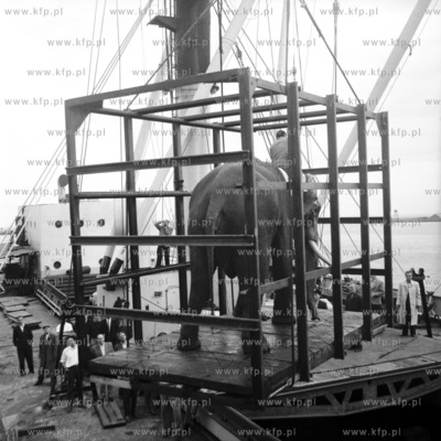 Wyładunek słonia w porcie gdańskim. (Lata 50).
1959
0001872z
Fot....