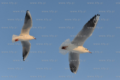 Gdynia Orlowo w zimowej szacie. Stado  mew przy orlowskim...