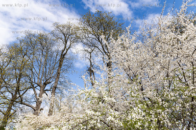 Gdańsk Siedlce. Winna Góra, okolice Widoku Macieja...